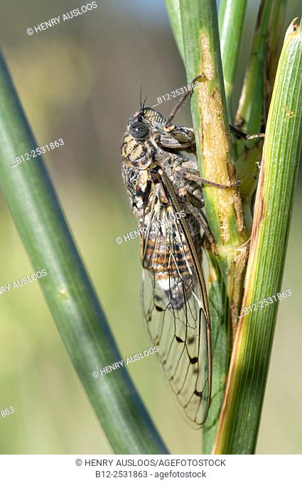 Cicada (Cicada orni), Southern France