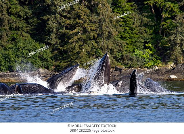 Bubble feeding Bubble net feeding  Humpback whale  Megaptera novaeangliae  Order: Cetacea Suborder: Mysticeti Family: Balaenopteridae