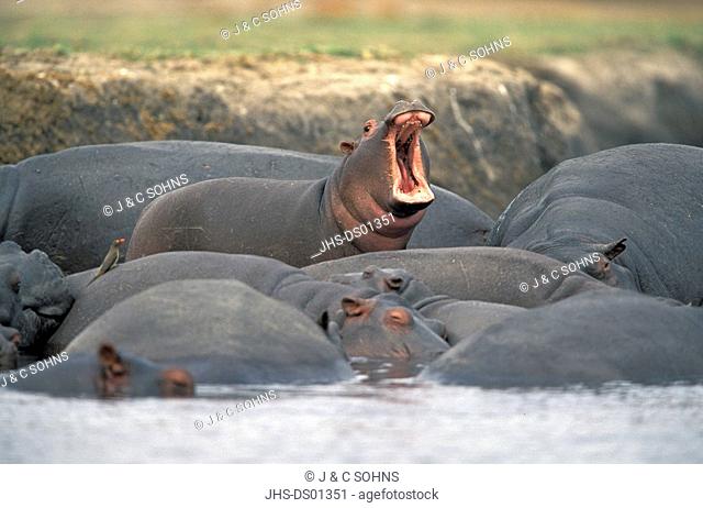 Hippopotamus, Hippopatamus amphibius, Chobe Nationalpark, Botswana, Africa, group of adults resting in water jawning