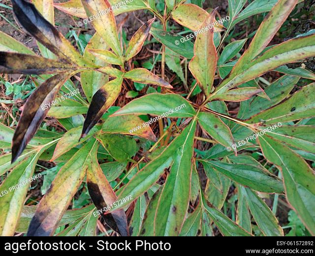 Green background of plants and the grass