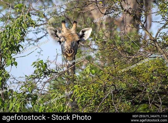 A Southern Giraffe (Giraffa giraffa) is feeding on a tree in the Gomoti Plains area, a community run concession, on the edge of the Gomoti river system...
