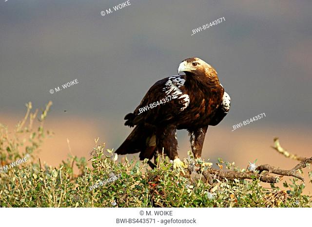 Spanish imperial eagle, Iberian imperial eagle, Adalbert's eagle (Aquila adalberti), sits at a tree, Spain, Extremadura