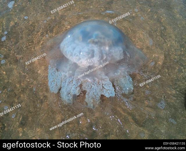 Dead jellyfish in the shallow waters of the seashore. Jellyfish Rhizostomeae