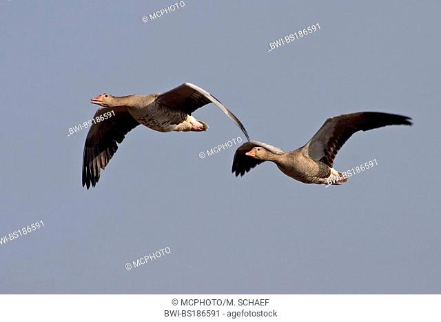 greylag goose (Anser anser), two individuals flying, Germany, Baden-Wuerttemberg
