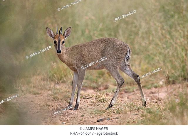 Common Duiker (Grey Duiker) (Bush?Duiker) (Sylvicapra?grimmia), Kruger National Park, South Africa, Africa