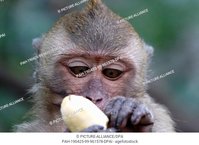 04 March 2019, Thailand, Takua Thung: A macaque monkey holds a banana at Wat Suwan Kuha, also called Wat Tham (""cave temple"")