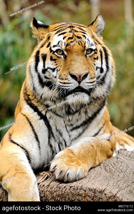 Lying Siberian tiger (Panthera tigris altaica)