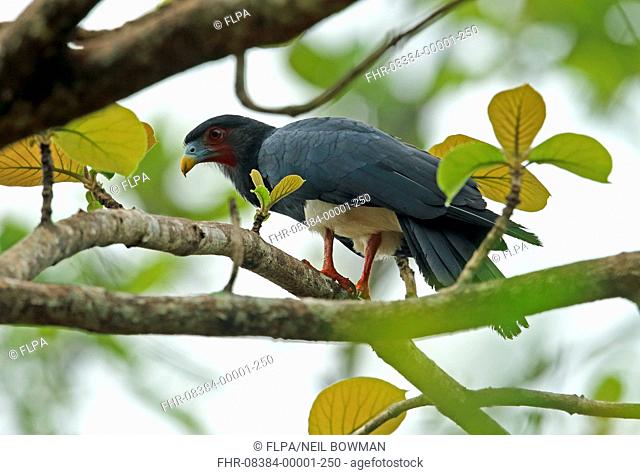Red-throated Caracara (Ibycter americanus) adult, perched on branch, Darien, Panama, April