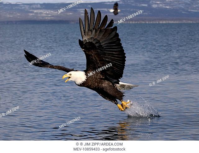 Adult Bald Eagle - fishing the waters of Homer Alaska. (Haliaeetus leucocephalus)