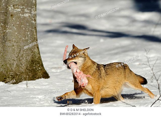 European gray wolf Canis lupus lupus, walking through the snow with the meat of a caught animal in the mouth, Germany, Bavaria, Bavarian Forest National Park