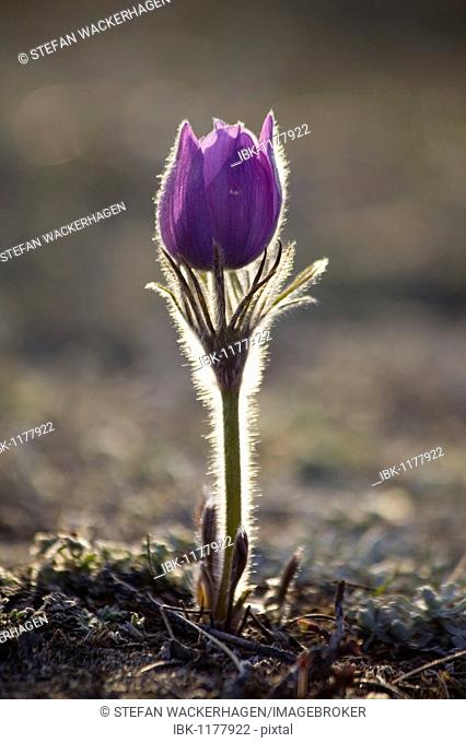 Blooming Pulsatilla (Anemone patens), Northern Crocus, Prairie Crocus, Prairie Smoke, Pasque Flower, back lit, spring, Yukon Territory, Canada, North America