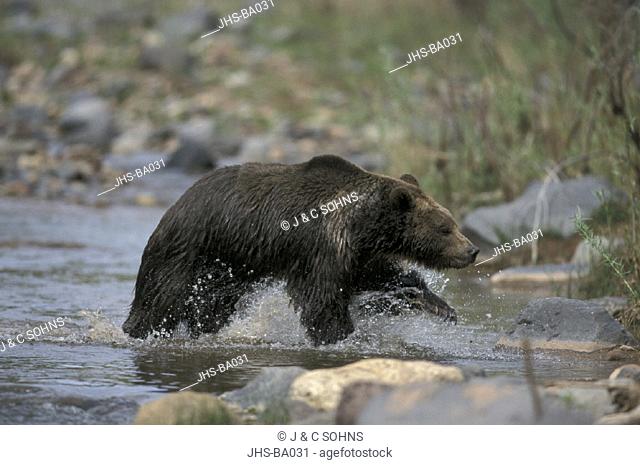 Grizzly Bear , Ursus arctos horribilis , Montana , USA , Adult male at creek