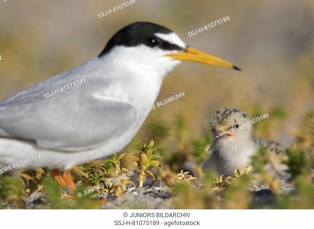 Little Tern (Sterna albifrons). Parent with feeding chick. Germany