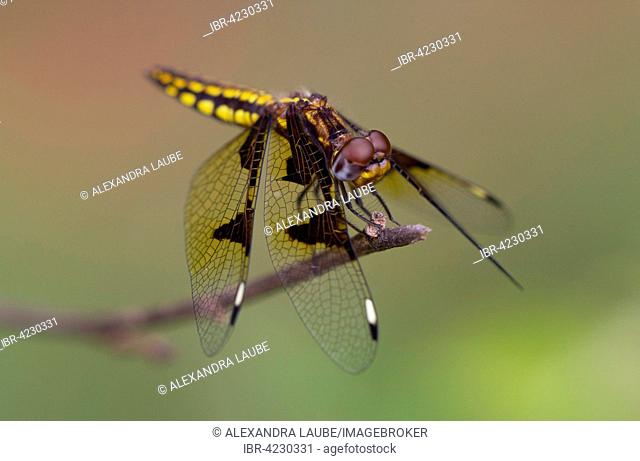Dragonfly (Odonata), yellow, clear and black wings, near Antananarivo, central highlands, Madagascar