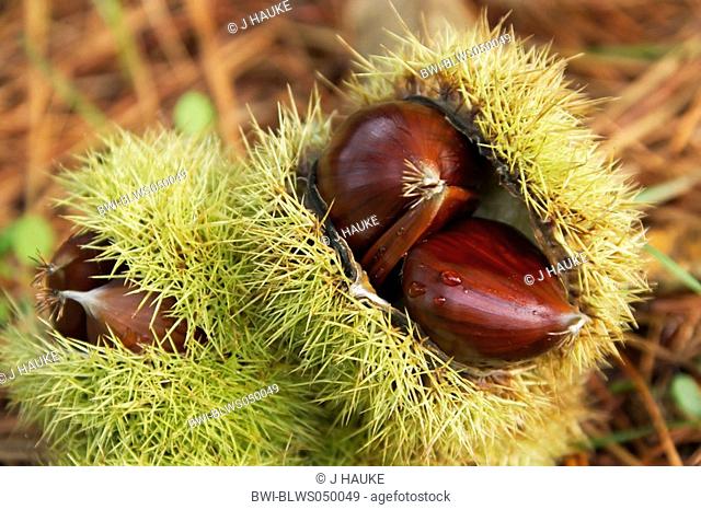 Spanish chestnut, sweet chestnut Castanea sativa, fruits, Italy