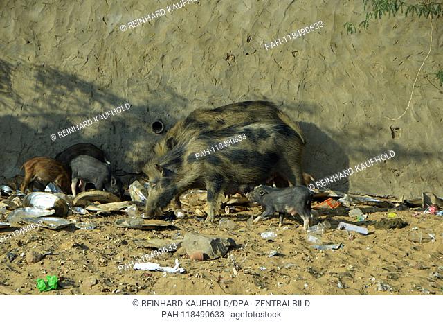 Pigs looking in the garbage on the outskirts of Pushkar in northern India after food, added on 03.02.2019 | usage worldwide