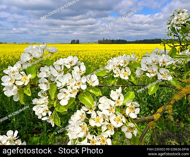 02 May 2023, Brandenburg, Heinersdorf: A pear blossoms at a wayside with a bright yellow blooming rape field. Photo: Patrick Pleul/dpa