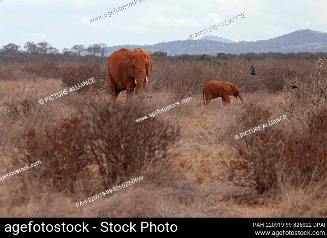 FILED - 24 August 2022, Kenya, Tsavo: Elephants walk through Tsavo East National Park. Tsavo East is considered the largest national park in Kenya
