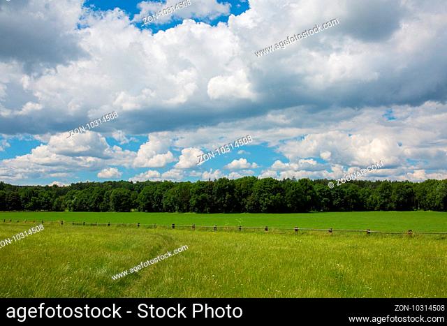 Green pastures of horse farms. Countryside spring landscape
