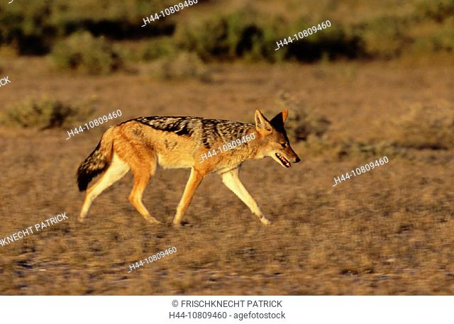 Africa, animal, animals, Black backed Jackal, Canis mesomelas, Etosha, national park, evening, hunt, Jackal, jackal