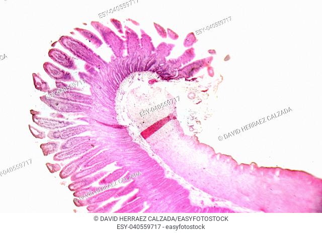 Microscopy photography. Small intestine transversal section