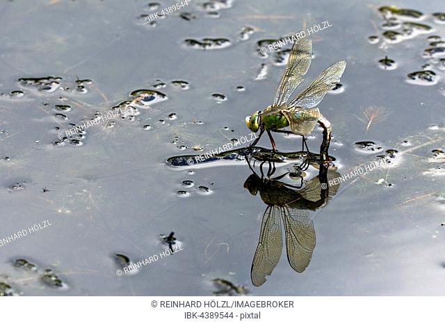 adult female emperor dragonfly (Anax imperator), laying eggs on water, Burgenland, Austria