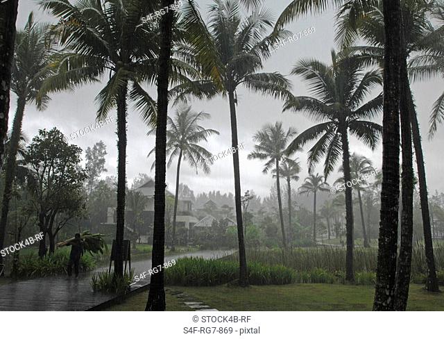 Palm plantation in monsoon rain, Thailand