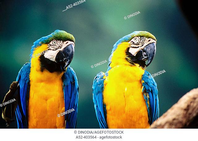 Gold and Blue Macaw (ara ararauna). Jurong Bird Park. Singapore