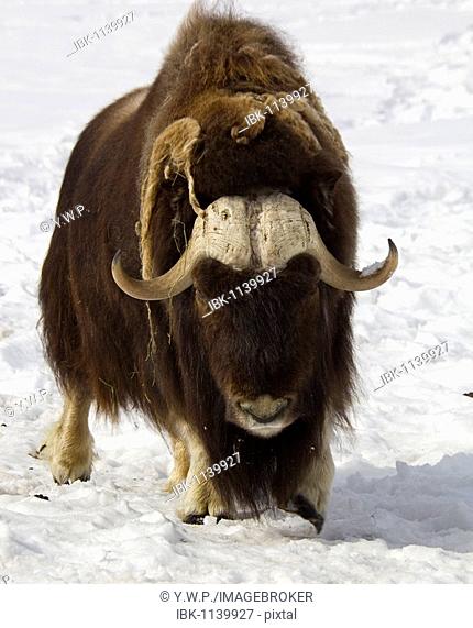 Muskox, muskoxen (Ovibos moschatus), male, bull, Yukon Territory, Canada