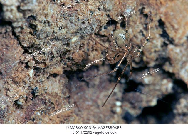 Cave Cobweb Spider (Nesticus cellulanus)