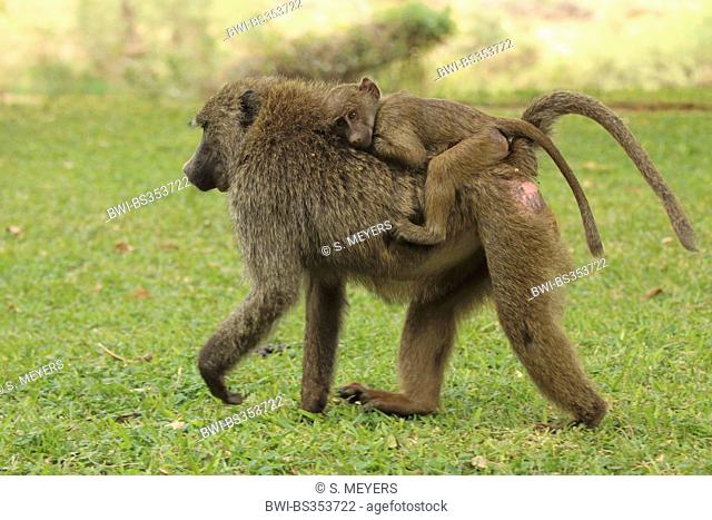 yellow baboon, savannah baboon, anubius baboon, olive baboon (Papio anubis, Papio cynocephalus anubis), mother with pup on her back, Kenya