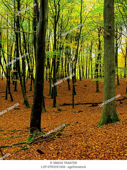 England, Hampshire, Fritham. Beech trees displaying autumn colour at Eyeworth Wood in the New Forest