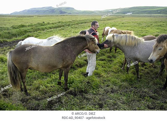 Man and Islandic Horses Iceland