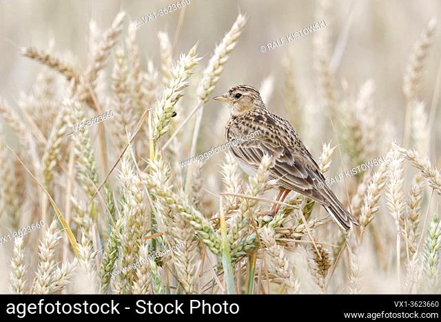 Skylark ( Alauda arvensis ) typical bird of open land, perched on wheat crops, sitting, resting in a ripe wheat field, watching, wildlife, Europe