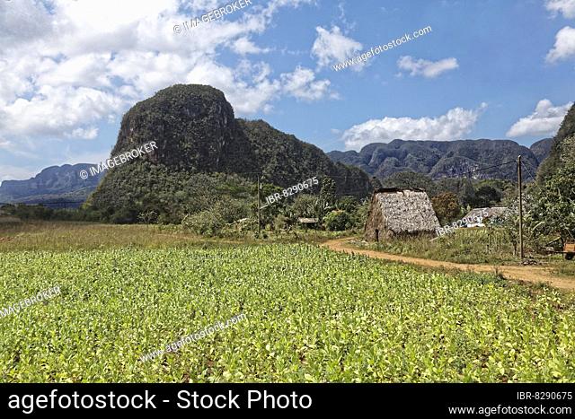 View from the viewpoint Mirador Los Jazmines on landscape, field with tobacco plants (Nicotiana), barn, Viñales Valley, Valle de Viñales, Mogotes Mountains