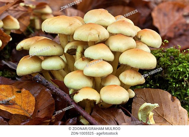 UK Berkshire Clustered Toughshank Fungus