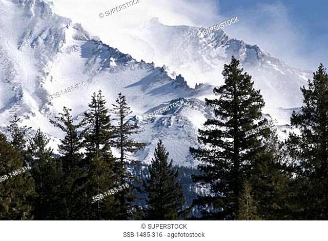 Trees in a forest with a mountain in the background, Mt Shasta, Siskiyou County, California, USA