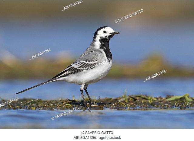White Wagtail (Motacilla alba), adult standing in a pond