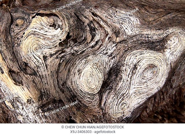 Artwork made of nature, Natural texture, wooden, Tree pattern