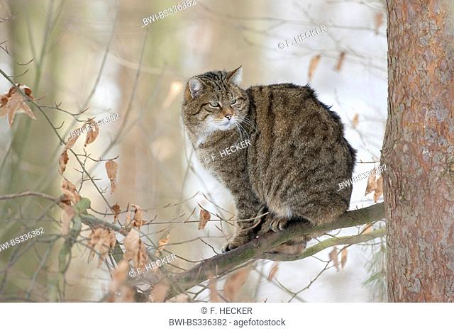 European wildcat, forest wildcat (Felis silvestris silvestris), sitting on a branch, Germany