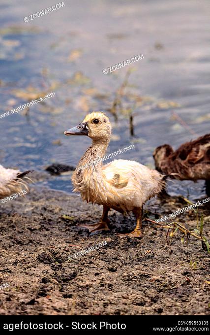 Adolescent juvenile muscovoy duckling Cairina moschata before feathers are fully formed in Naples, Florida
