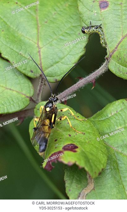 Ichneumon Wasp, Ireland