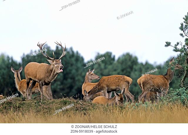 Roehrender Rothirsch, Rottiere und Kaelber stehen auf einem Huegel mit Heidekraut / Roaring Red Deer stag, hinds and calfs standing on a hill with heath /...