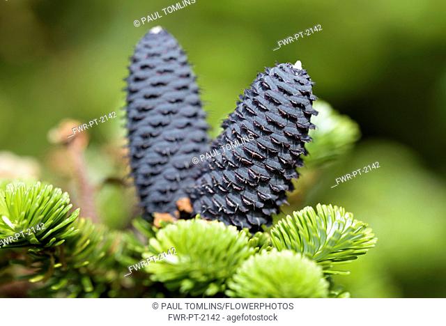 Korean fir 'Silberlocke', Abies koreana 'Silberlocke', Purple cones on young plant