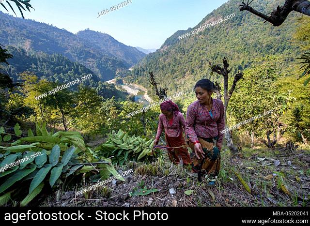 Village women collect tree leaves in the Anterior Himalayas, Nepal
