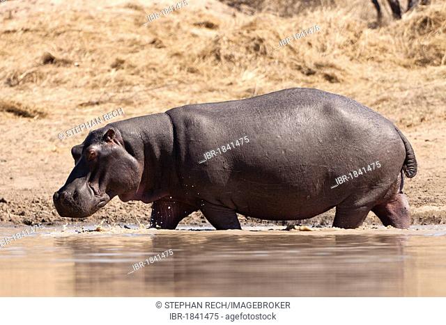 Hippopotamuses (Hippopotamus amphibius) walking in a waterhole, Tshukudu Game Lodge, Hoedspruit, Greater Kruger National Park, Limpopo Province, South Africa