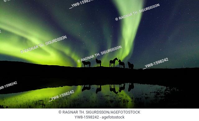Horses with Aurora Borealis, Iceland