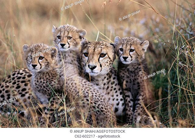 Cheetahs (Acinonyx jubatus). Masai Mara. Kenya