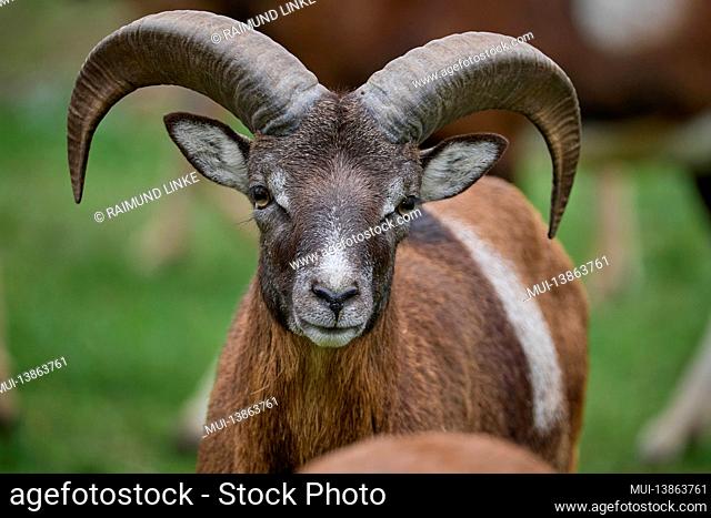 Mouflon, Ovis musimon, Ram portrait