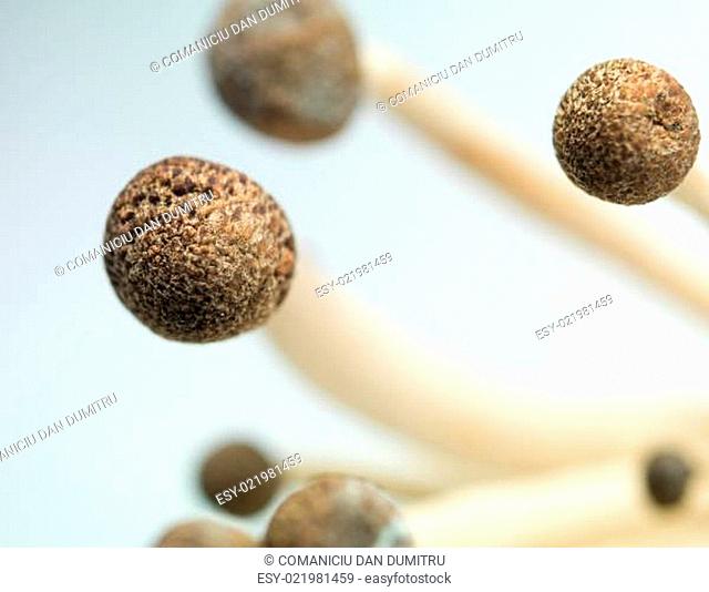 closeup of enoki mushroooms caps